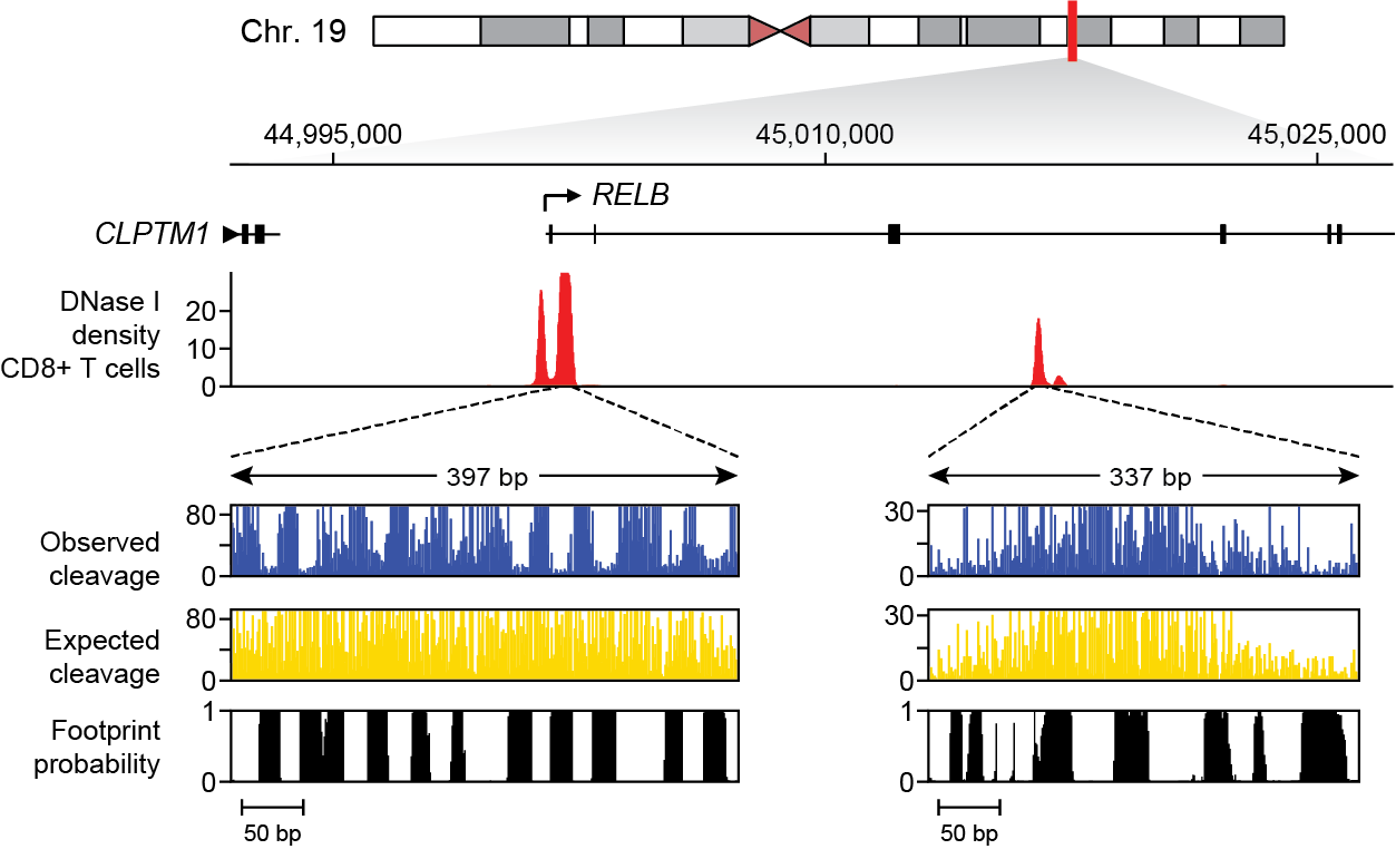 Digital genomic footprinting